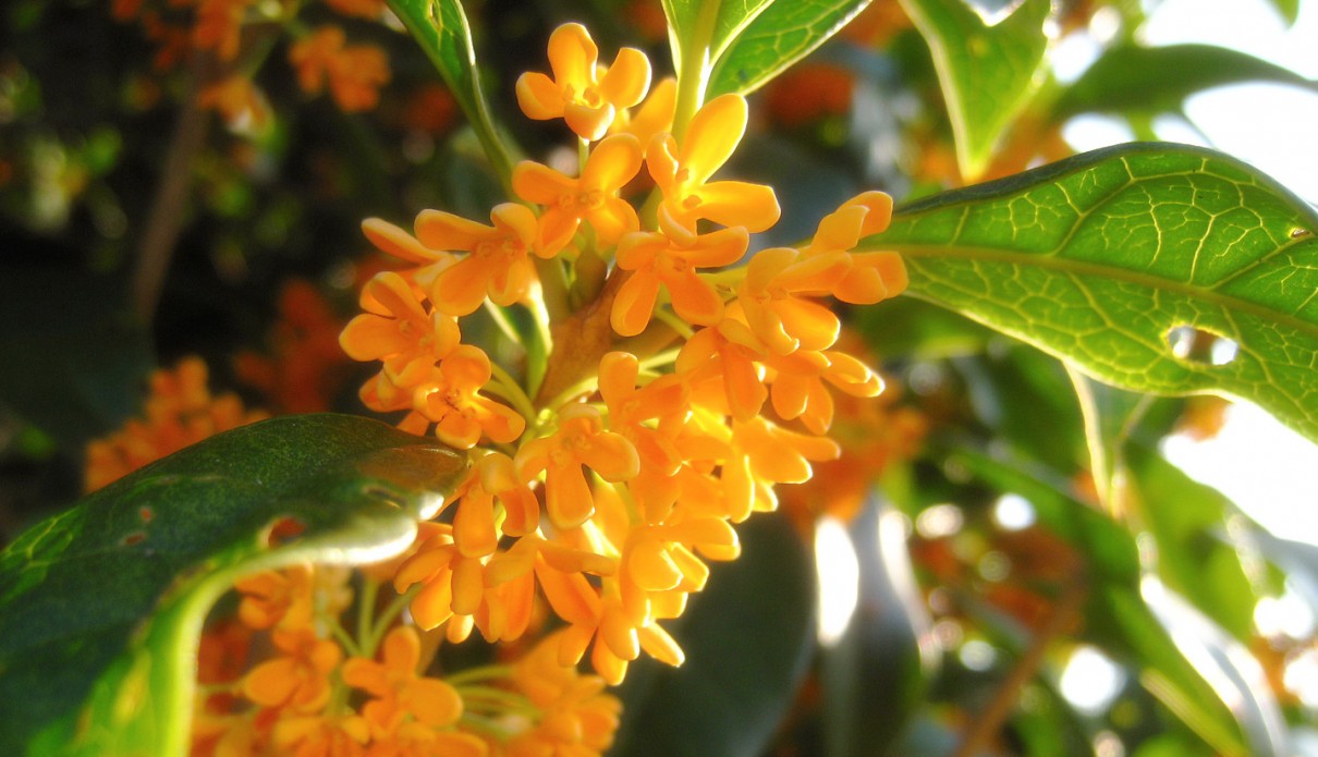 金木犀香る季節 いつどこから来たのか謎の花