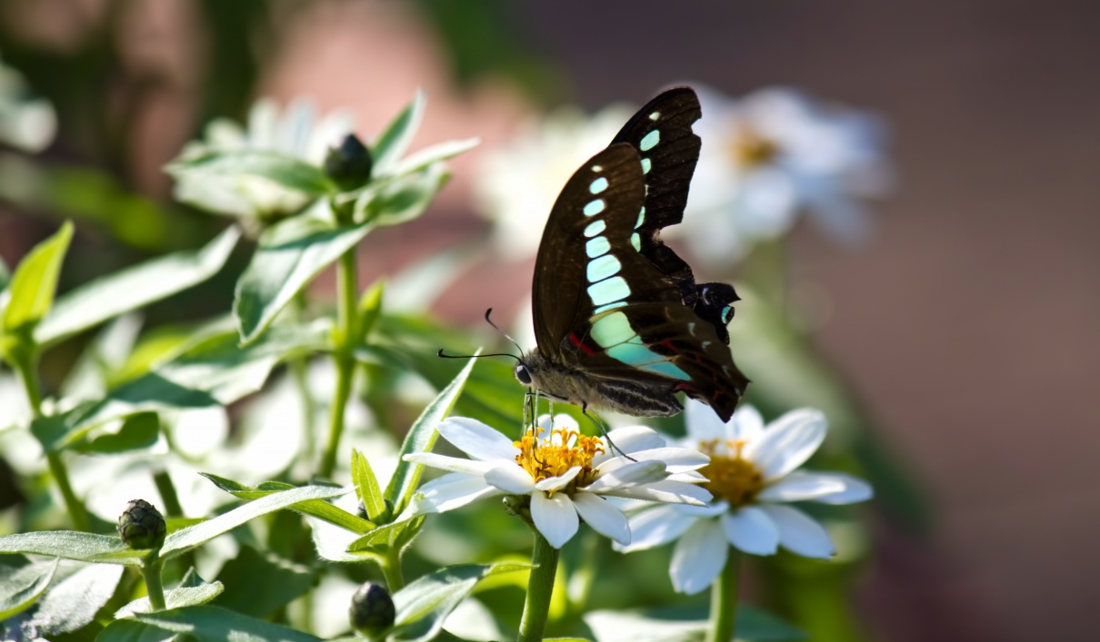 夢占い 蝶の夢 の意味 遠い時間 場所から愛情が戻ってくる