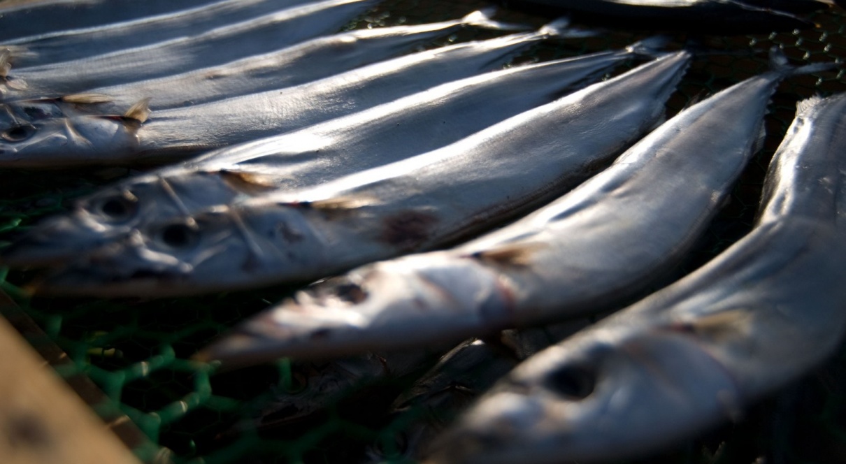 えっ 魚の置き方ってルールがあるの いままで知りませんでした