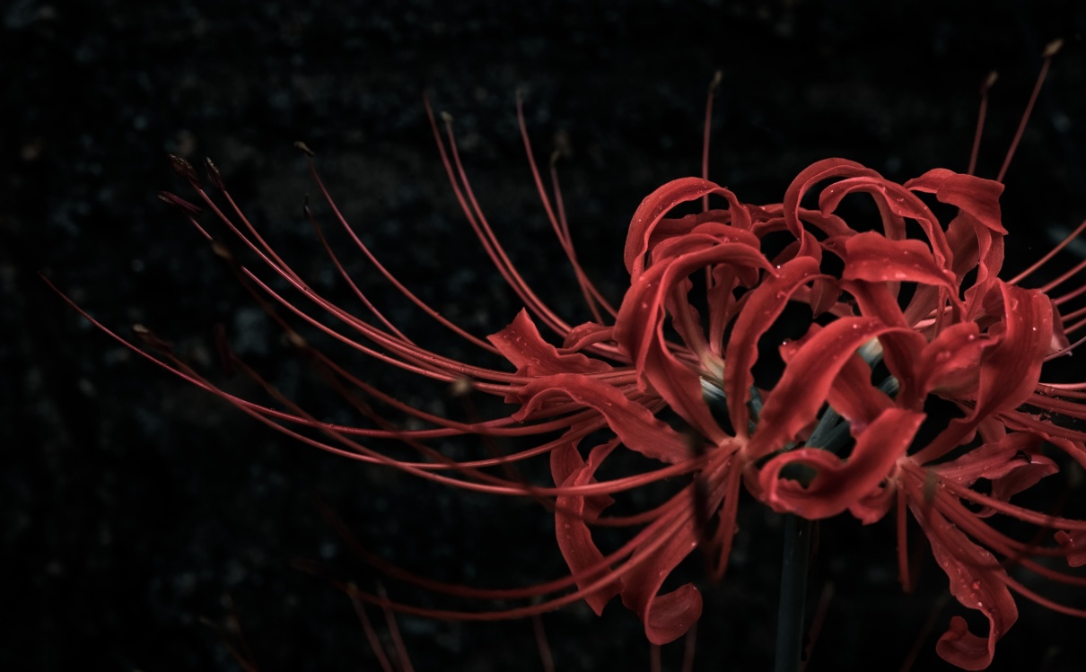 年賀状マナー勘違い 喪中の人に年賀状出してもいいんですよ