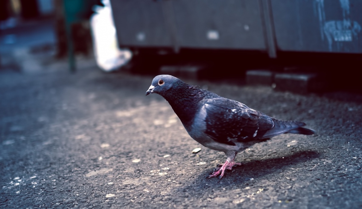 鳥害で危険なのはハトのフン 病気を媒介 すぐに掃除を