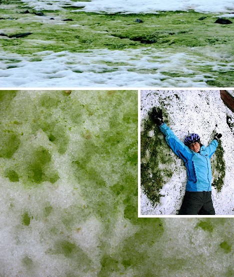 緑色雪氷藻類
